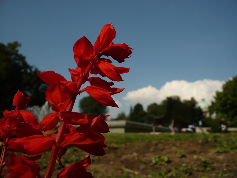 Flower in Belgrade
