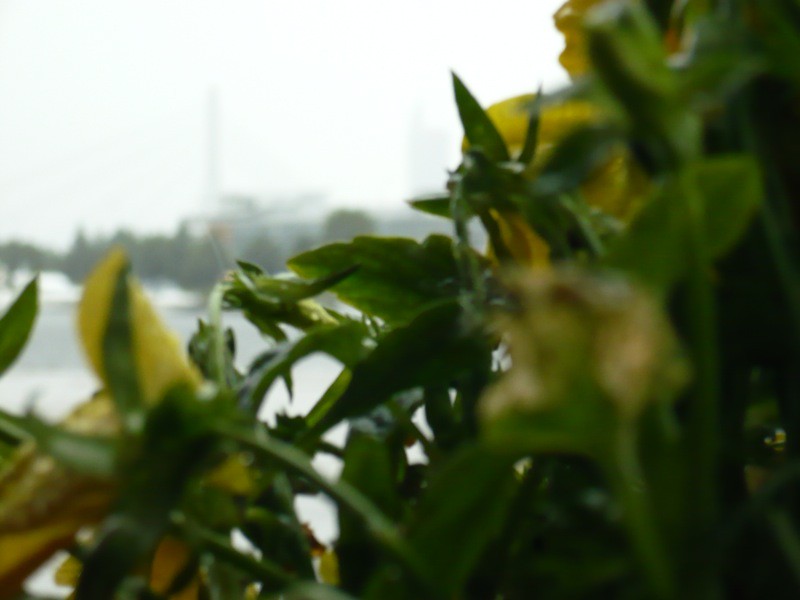 Rain is green today