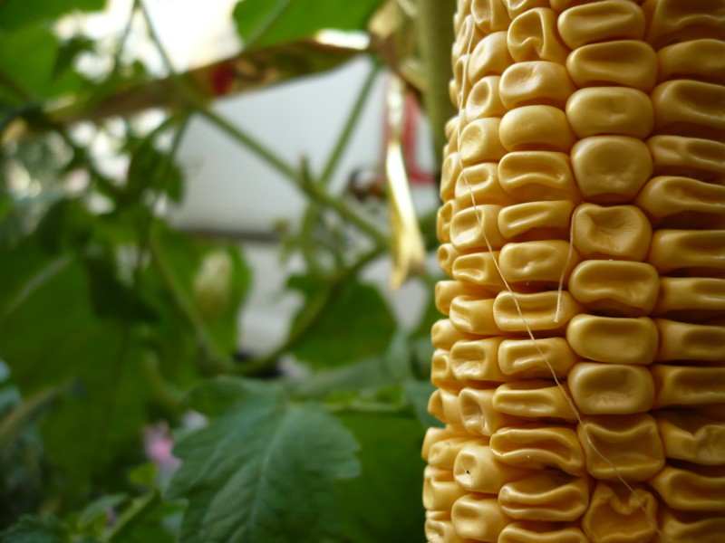 Berlin Corn