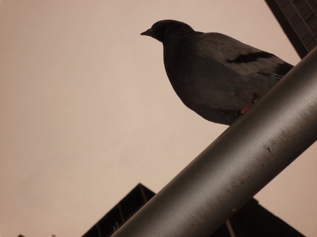 P1000476.JPG