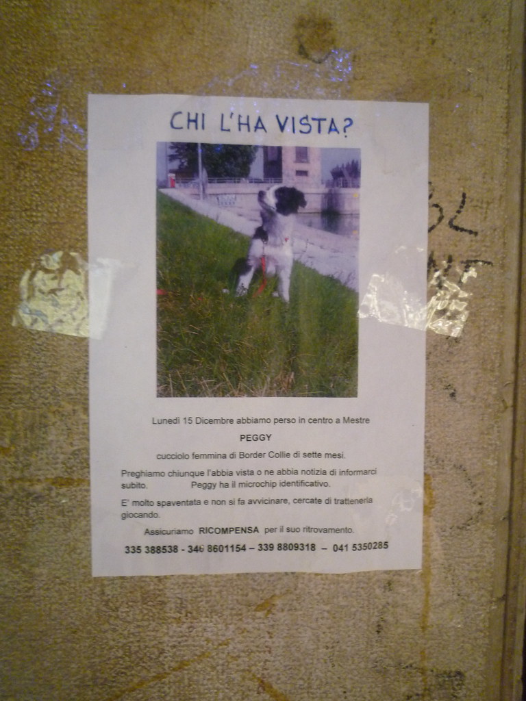 Lost dog