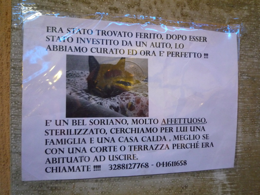 Lost Cat