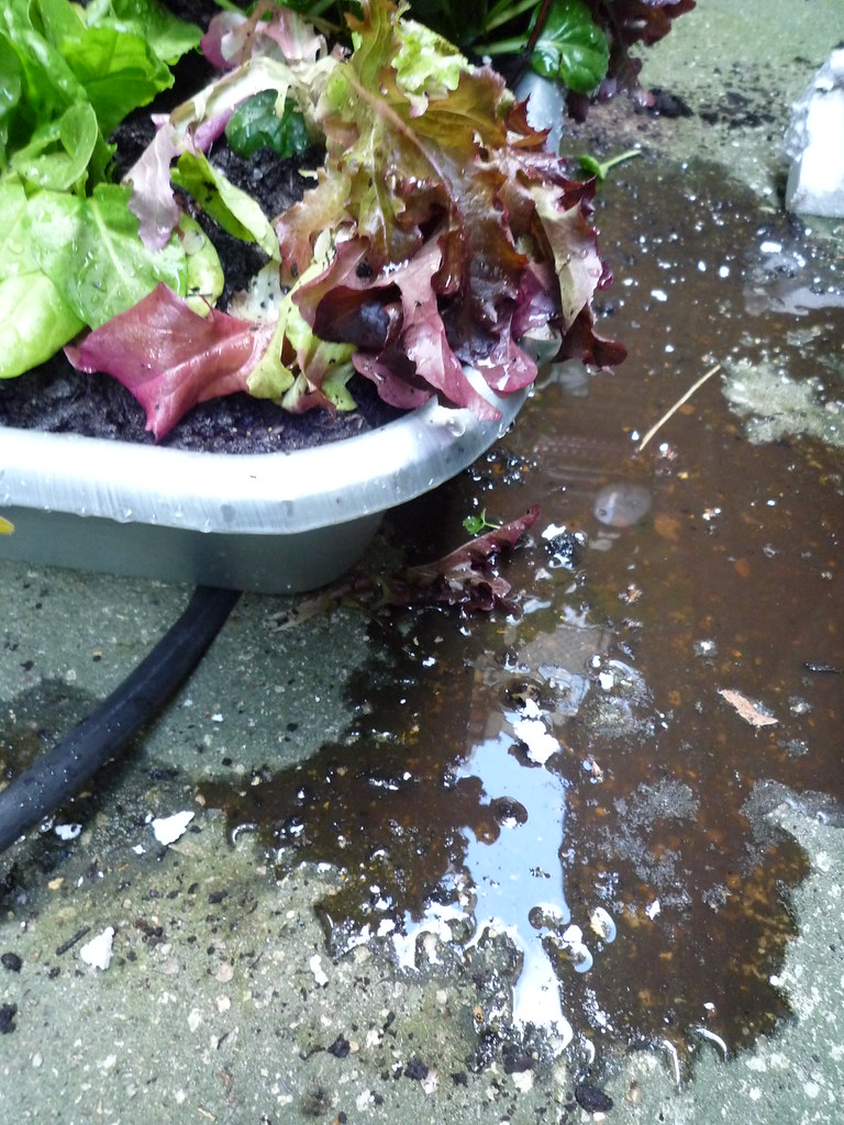 salads
